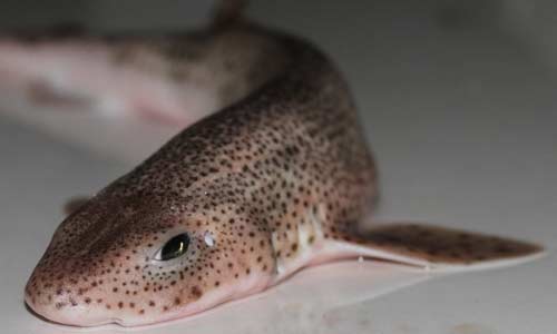 Мелкопятнистая кошачья акула, Scyliorhinus canicula