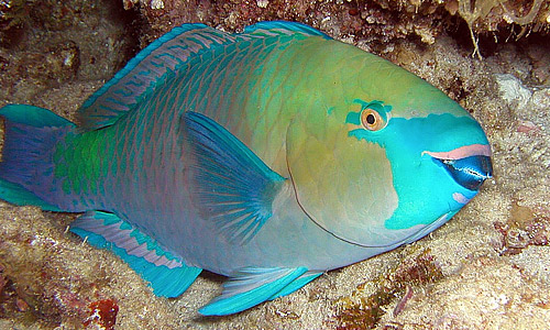Морская рыба попугай