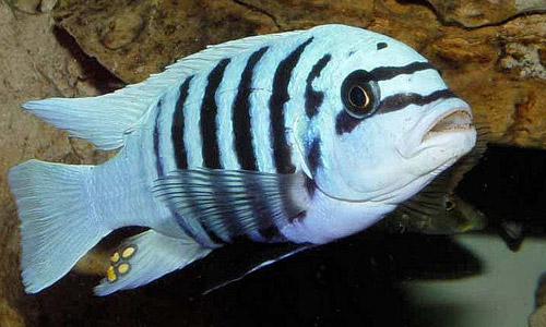 Псевдотрофеус зебра, Maylandia zebra