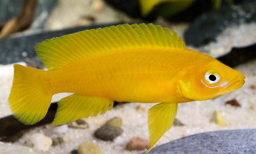 Лампрологус апельсиновый, Neolamprologus leleupi