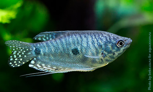 Суматранский гурами, Trichogaster trichopterus sumatranus