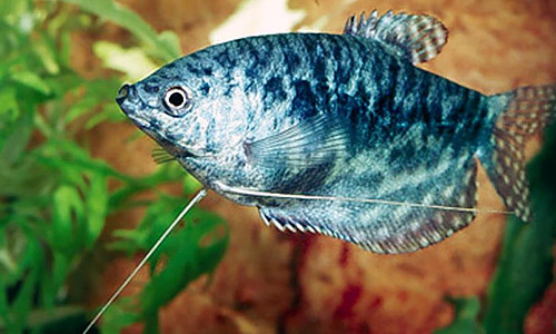 Суматранский гурами, Trichogaster trichopterus sumatranus