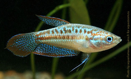 Гурами пумила, Trichopsis pumila