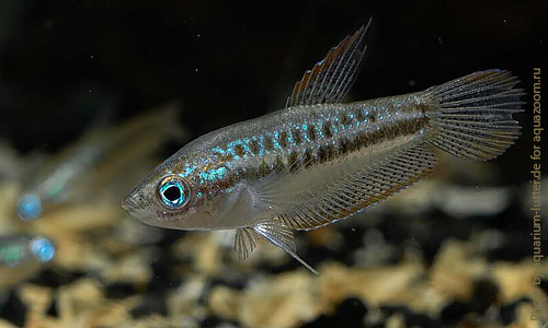 Гурами пумила, Trichopsis pumila