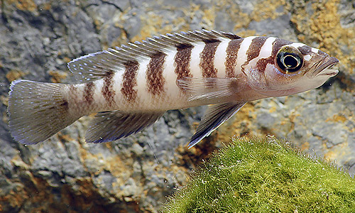 Лампрологус цилиндрический, Neolamprologus cylindricus