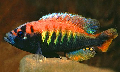 Хаплохромис Макобе, Haplochromis sauvagei var. Makobe