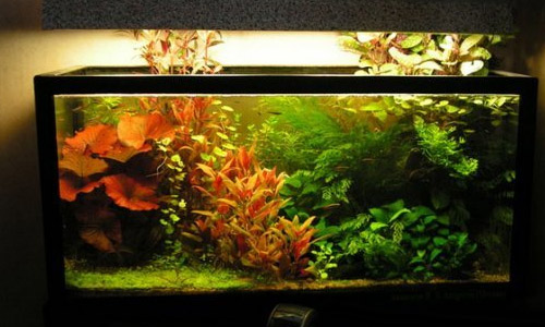 Яркий свет в аквариуме