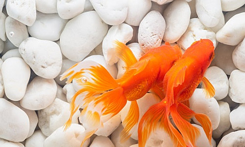 Рейтинг пресноводных рыб