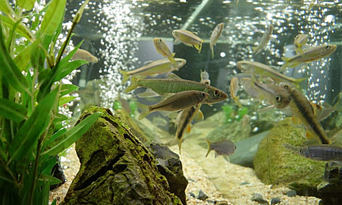 Компрессор для аквариума