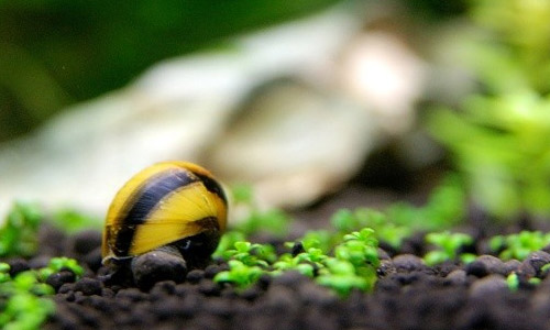 Купили аквариум, заполняем грунтом