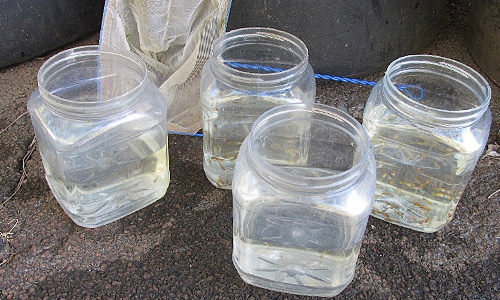 Разведение гуппи