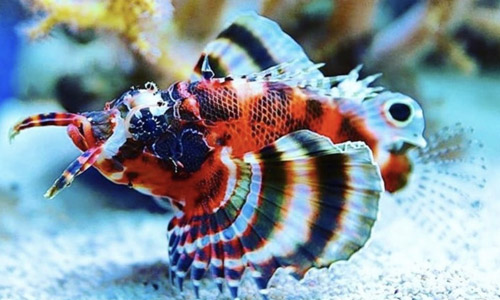 Параметры несовместимости