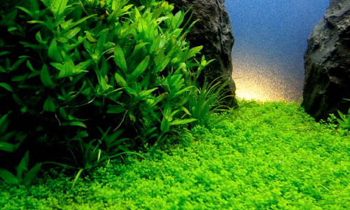 Выставка растительного аквариума