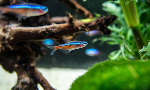 Несомненная совместимость рыбок