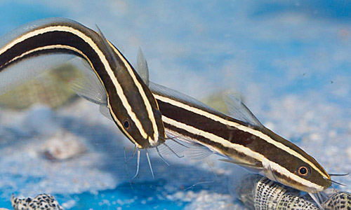 Неприхотливые аквариумные рыбки