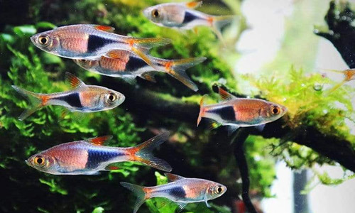 Плотность посадки рыбы