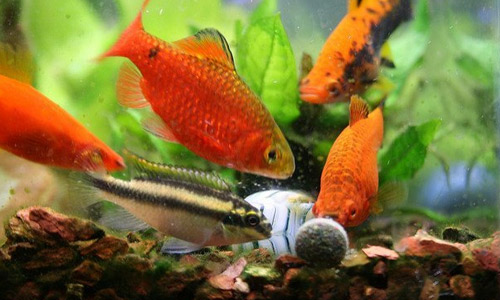 Популярный аквариумный корм