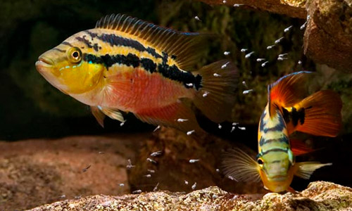 Аквариум Южная Америка