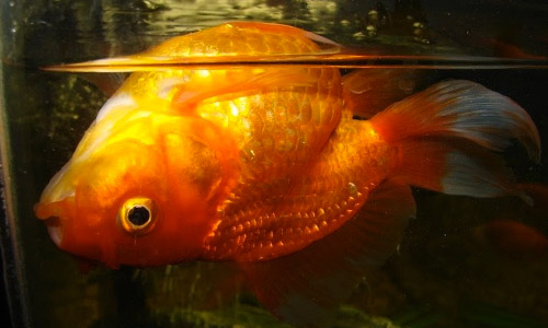 Отходы в аквариуме