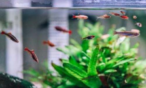 Обзор внутренних фильтров для аквариума до 100 литров