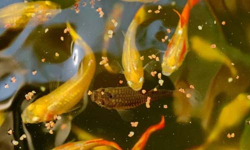 Обзор автоматических кормушек для аквариума