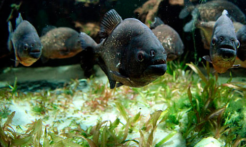 Пираньи в аквариуме гроте