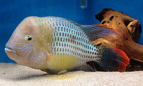 Аквариум грот