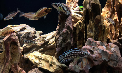 Аквариум грот