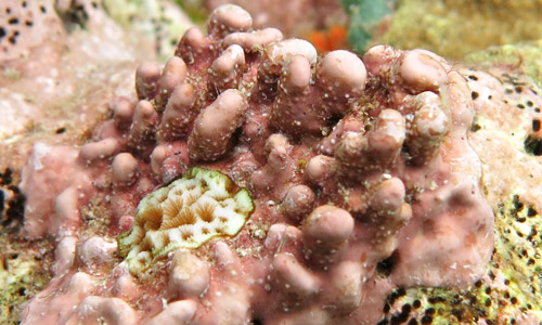 Красные водоросли в морском аквариуме Красные водоросли в морском аквариуме