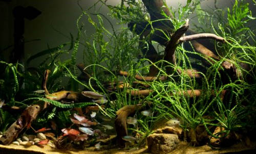 Яркий свет в аквариуме не помешает африканским щучкам