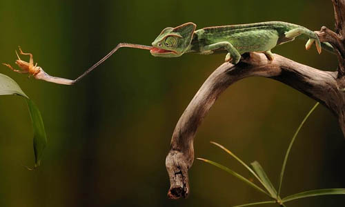 Охота хамелеона