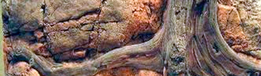 Аквариумный фон Амазонка