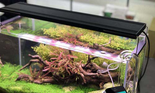 Chihiros серии WRGB