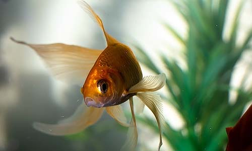 Акваримные фильтры очищают воду