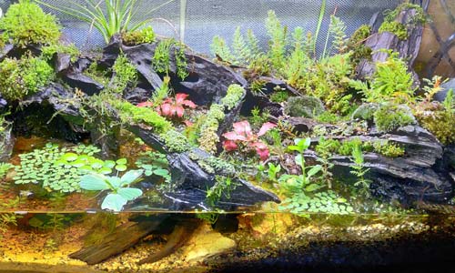 Оборудование палюдариума маскируют