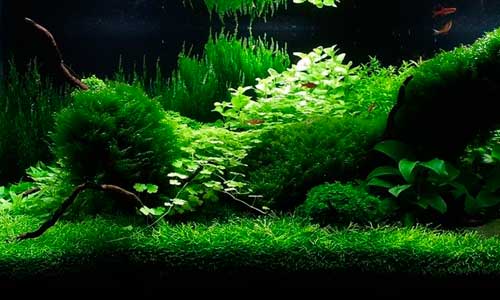 Расположите элементы по принципу «золотого сечения»