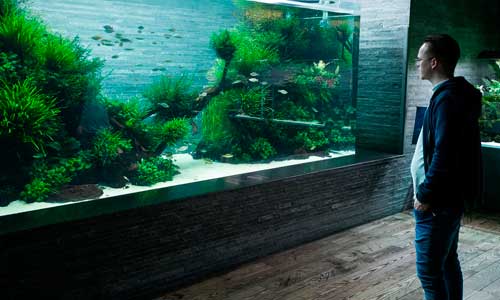 Философия аквариумов Амано