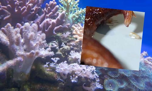 Уникальная способность морских звезд