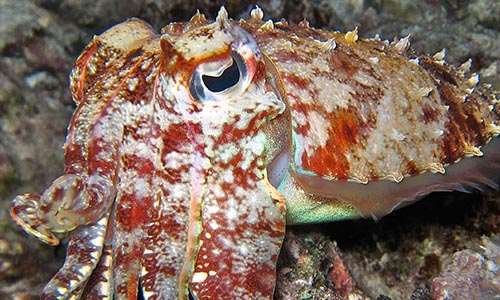 Каракатица — морской хамелеон