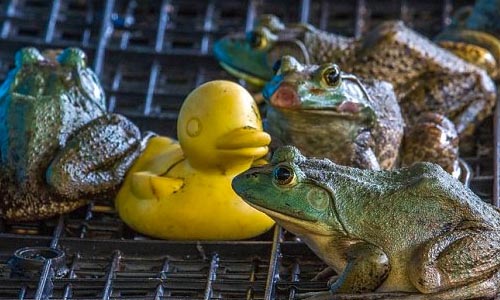 Лягушачья ферма в Сингапуре