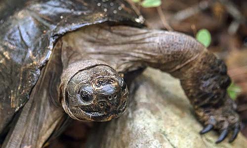 Азиатская коричневая черепаха