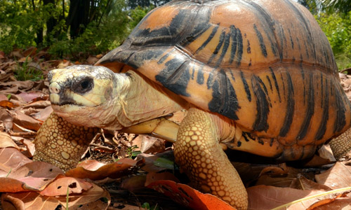 Лучистая черепаха