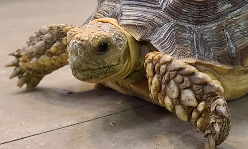 Шпороносная черепаха