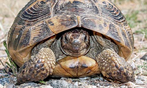 Средиземно&shy;морская черепаха