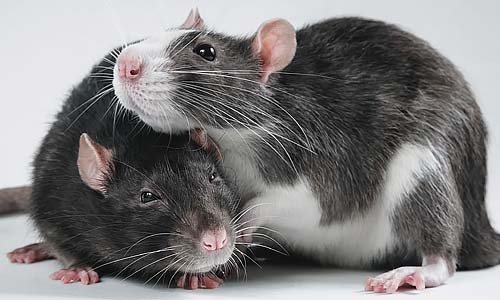 Декоративные крысы:  гид по содержанию в квартире