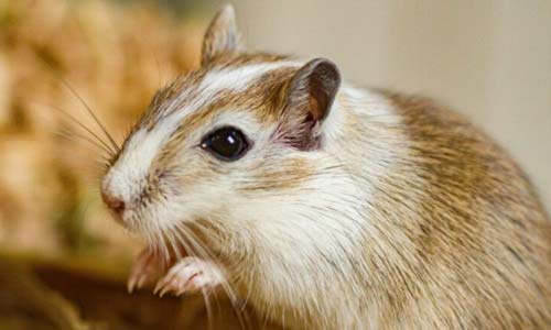 Песчанки: содержание и уход за пушистыми непоседами