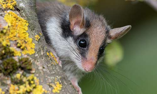 Садовая соня