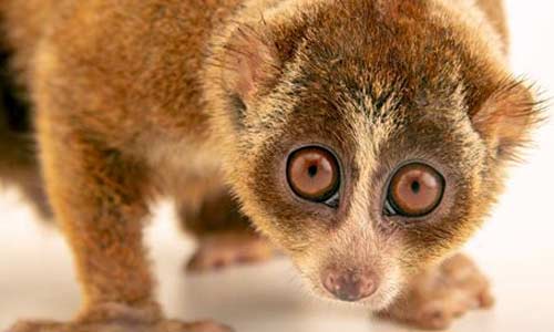Лемур лори: милый ядовитый примат