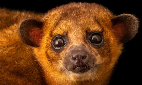 Кинкажу: медвежонок, живущий на дереве