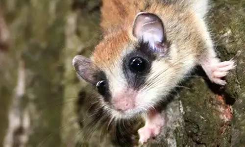 Лесная соня: миниатюрный обитатель дуплистых деревьев